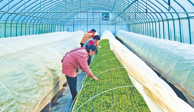 育苗“工厂化” 增产又增收