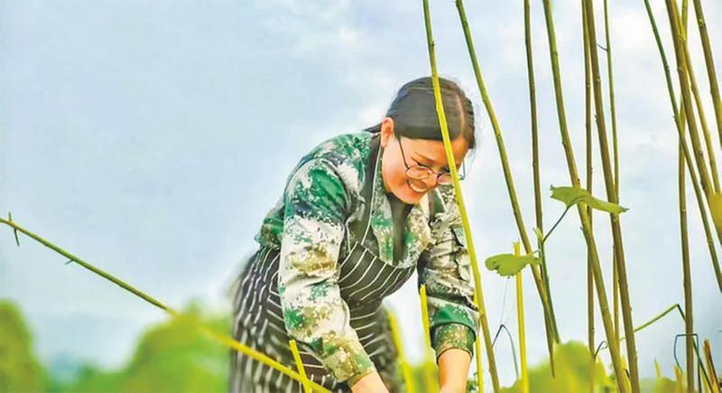 李文琼：科技赋能苎麻业 匠心传承千年艺