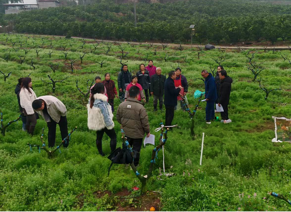 仁寿县老科学技术工作者协会探索柑桔促春管科技志愿服务新机制