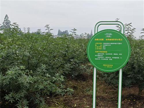 眉山洪雅：发展藤椒全产业链   以小果实开拓大市场