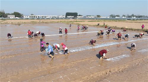 青神：水稻育秧正当时