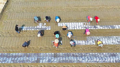 “藏粮于技”履带摆盘 科技助力东坡农人育壮秧