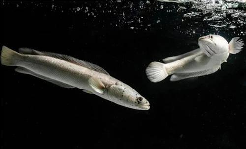 双轮驱动！内江市市中区“一黑一白”产业齐发力助推乡村振兴    