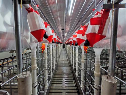 简阳：“科技+生态”双轮驱动 构建智能化绿色养殖体系赋能乡村振兴