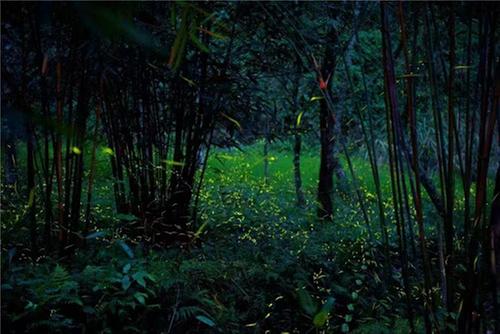 青神：以“萤”为媒  绘就乡村振兴生态画卷