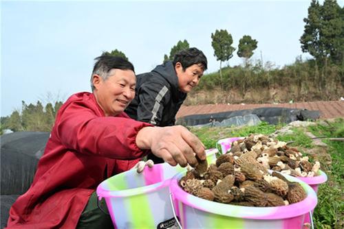 内江东兴区：善用土地发展羊肚菌