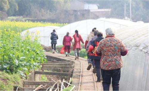 内江市市中区：抢抓农时管护忙，蔬菜大棚“春意浓”
