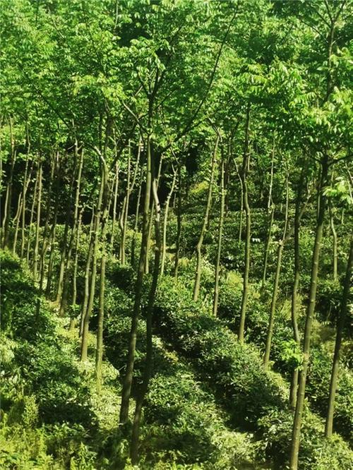 洪雅：建设“天府森林粮库” 绿色潜能转化为发展动能