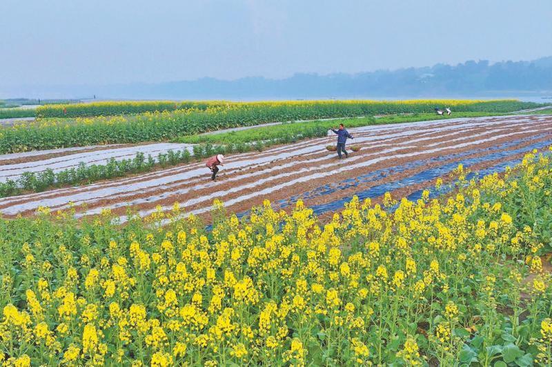 春暖花开农事忙