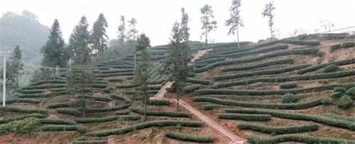 四川丹棱：茶香漫山野 山间产业兴