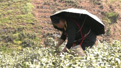 青神：依托茶产业 助农增收促振兴