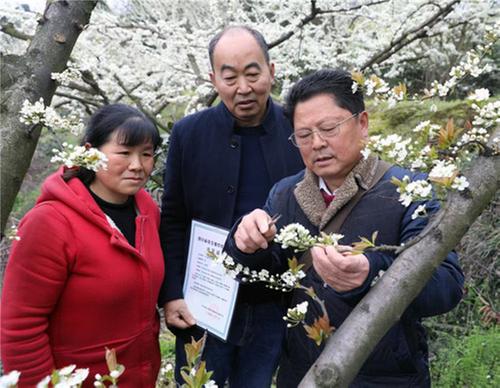 首个自主知识产权，丹棱县培育出李子新品种
