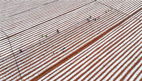 四川仁寿：田畴染新绿 春耕备耕忙