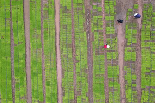 四川内江：早稻育秧忙