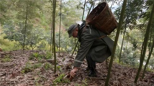 丹棱：竹笋破土迎丰收，油菜花开绘振兴