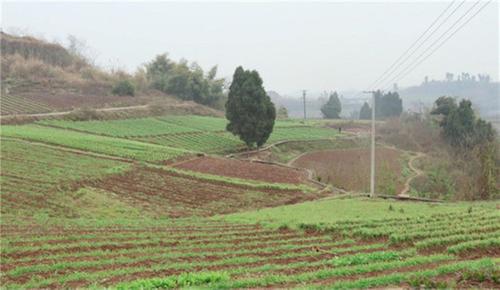 “鲜”风正劲！内江市市中区：小韭菜撑起乡村振兴“大脊梁”