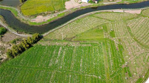 广安区：田间飘“药香” 川芎丰收忙