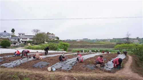 内江市市中区：春日贡菊种植忙，药材产业促振兴