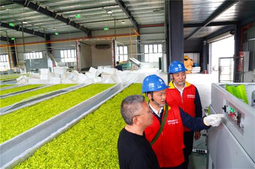 邻水县：白茶基地电力足 制茶无忧效率高