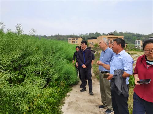 邻水县：专家田间“把脉” 油菜种植“开良方”
