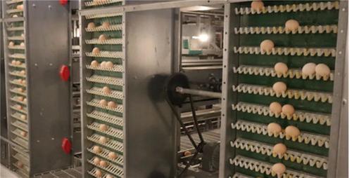 内江市市中区：蛋鸡“智”养新模式 激活乡村经济新引擎