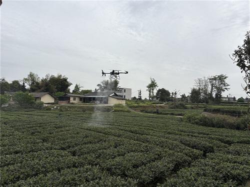 科技助力茶叶产业提质增效 植保无人机管护培训顺利举办