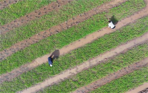 内江东兴区：田间护苗忙