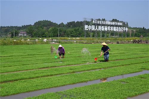 内江：谷雨将至育秧忙