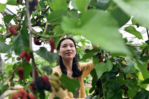 东兴区：小果桑 大产业