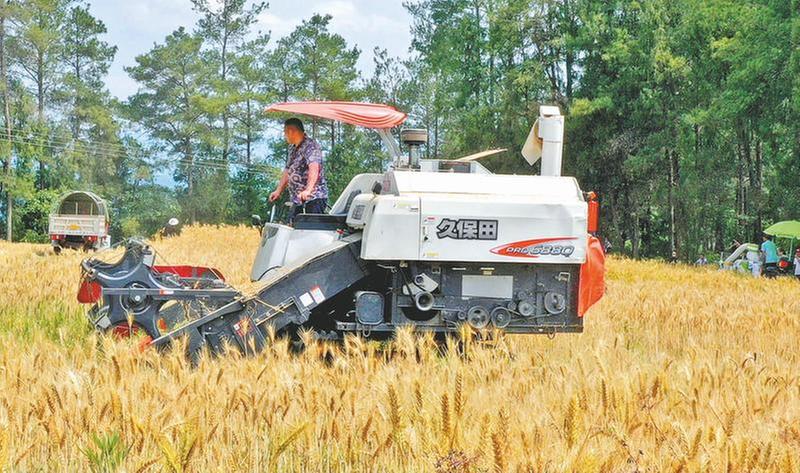 夏收农忙 颗粒归仓