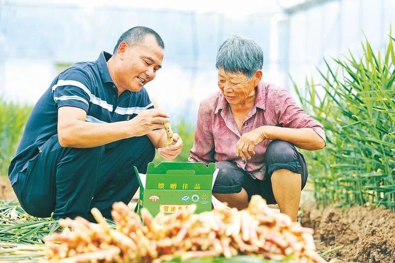 生姜产业绽活力 田间采收展“丰”景