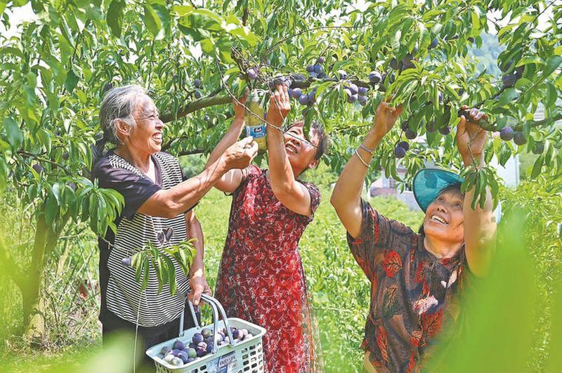果香四溢 奏响夏日“甜蜜曲”
