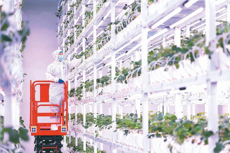 西南最大草莓智慧工厂建成投运