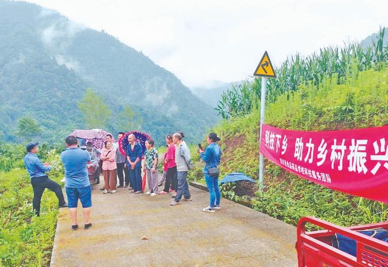 惠定村：金银花里采“金银” 花香溢满致富路