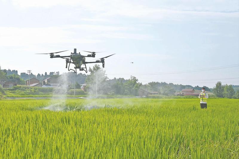 大暑时节“飞防”忙