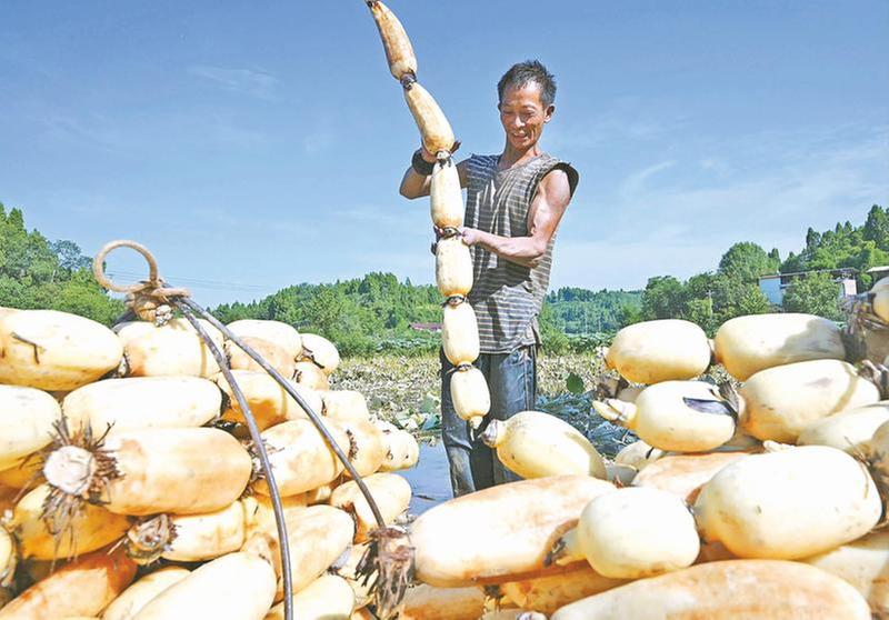 “藕”遇丰收季 “莲”通致富路