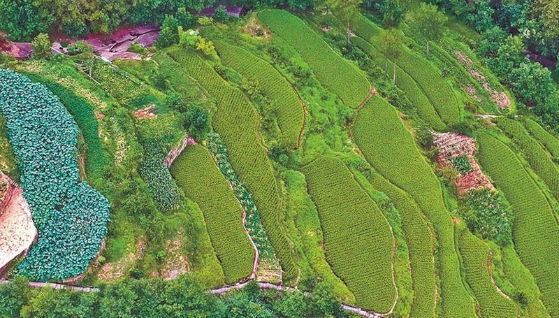 选优品种 科学种植