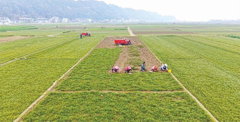 科技如何让千年麦冬“破圈”？三台县科协这样做