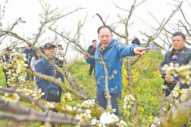 科技小院扎根河谷 屏山茵红李从“鲜果难存”到“四季生金”