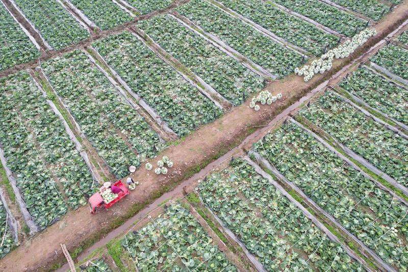 冬季蔬菜喜丰收 田间地头采收忙