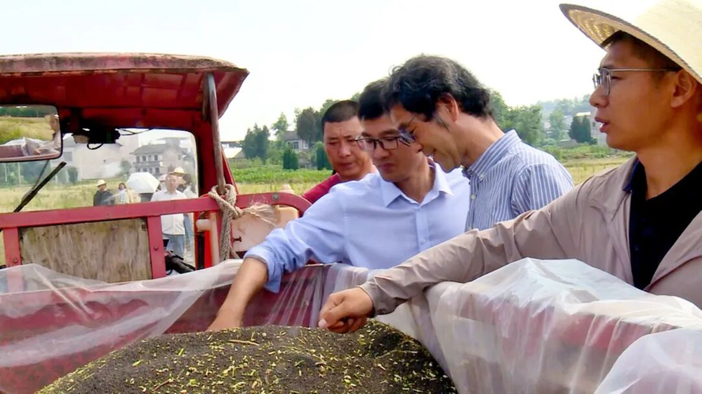 亩均180公斤！邻水县油菜测产解锁丰收密码