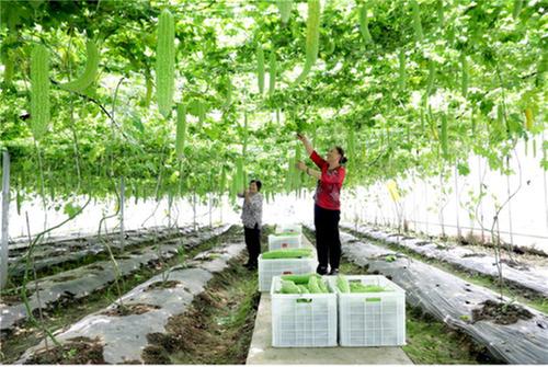 广安区：夏日丰景 苦瓜丰收集体增收