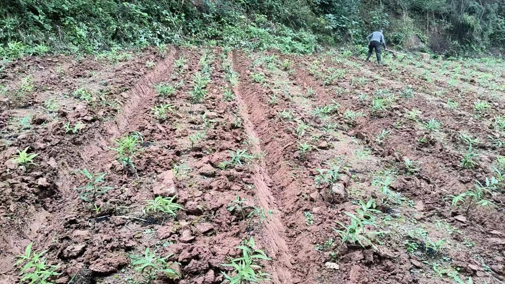 南江县：科技赋能中药材种植 助力乡村产业提质增效